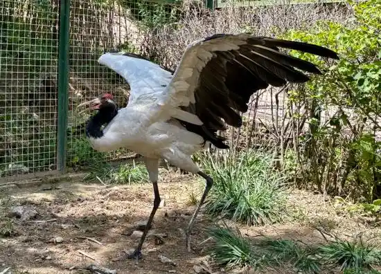 鹤跃高原：黑颈鹤降级背后的青海生态奇迹