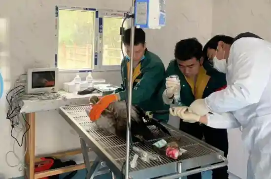 鹤跃高原:黑颈鹤降级背后的青海生态奇迹