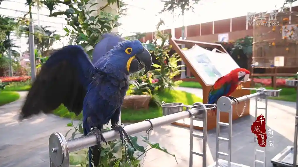 金翅振翅乡村兴——山东临沂特色产业绘就振兴新图景