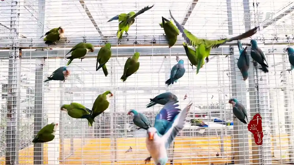 金翅振翅乡村兴——山东临沂特色产业绘就振兴新图景