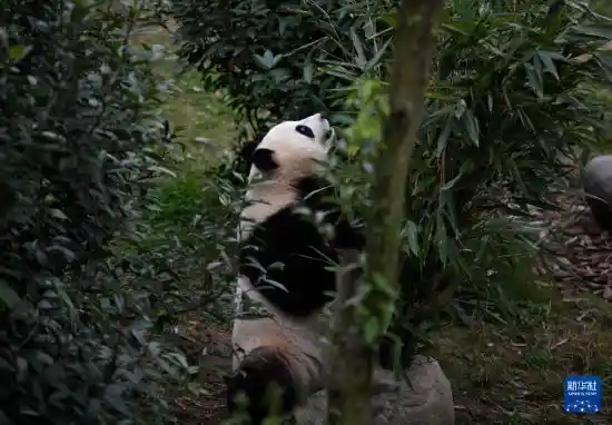 探秘大熊猫基地:一场沉浸式文旅体育之旅
