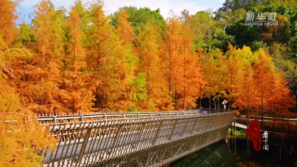 水杉染红秋日 菊香醉美福州