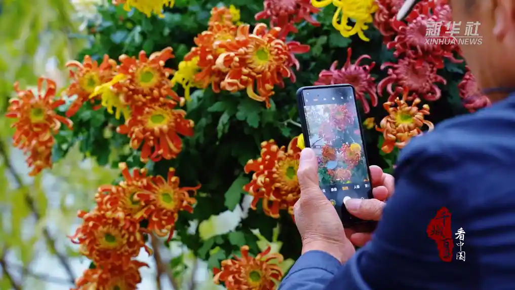 水杉染红秋日 菊香醉美福州