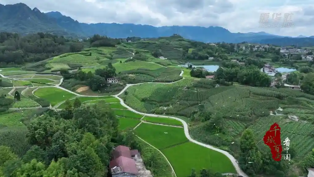 百鹭齐飞绘生态画卷 鹤峰之美跃然眼前