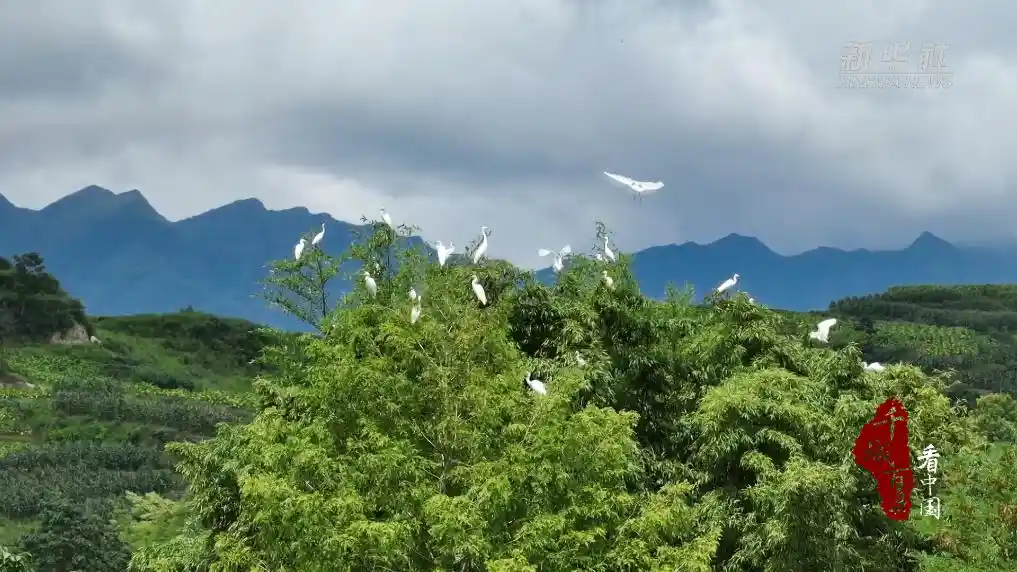 百鹭齐飞绘生态画卷 鹤峰之美跃然眼前